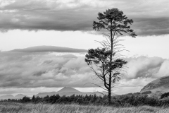 Lonely Scots Pine on the Moors