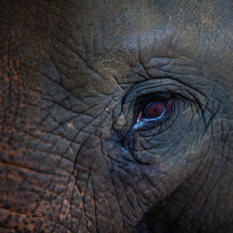Elephant's Eye