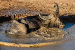 Fun in the mud