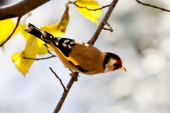 goldfinches-in-the-snow-14