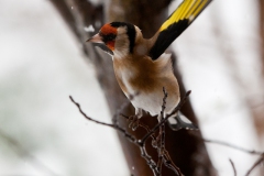 goldfinches-in-the-snow-4