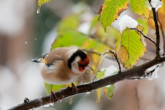 goldfinches-in-the-snow-6