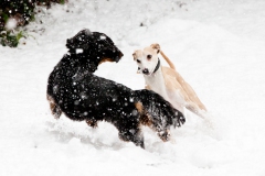 hounds-in-the-snow-2