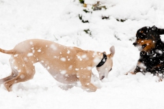 hounds-in-the-snow-5