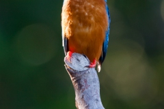 kingfisher-1