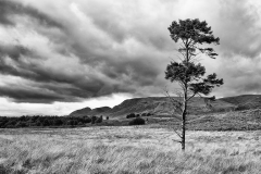 Lonely pine on the muir