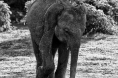 elephant-searching-for-food-1