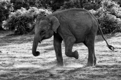 elephant-searching-for-food-2