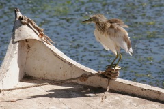 squacko-heron-shaking-dry-1