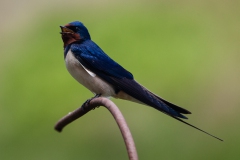 Swallow Singing