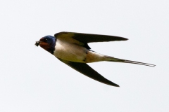 swallow-in-flight-10