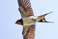 swallow-in-flight-3