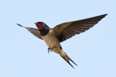 swallow-in-flight-4