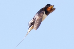 swallow-in-flight-5