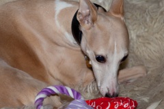 a-dogs-xmas-1