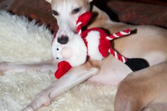 a-dogs-xmas-4