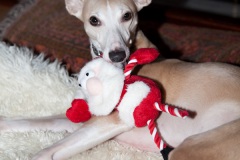 a-dogs-xmas-5