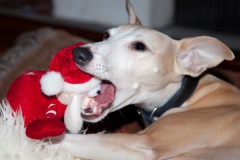 a-dogs-xmas-6