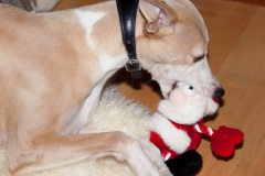 a-dogs-xmas-7