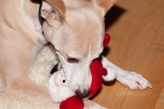 a-dogs-xmas-8