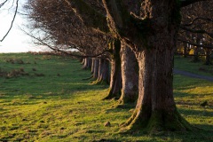 a-late-afternoon-sun-at-mugdock-9