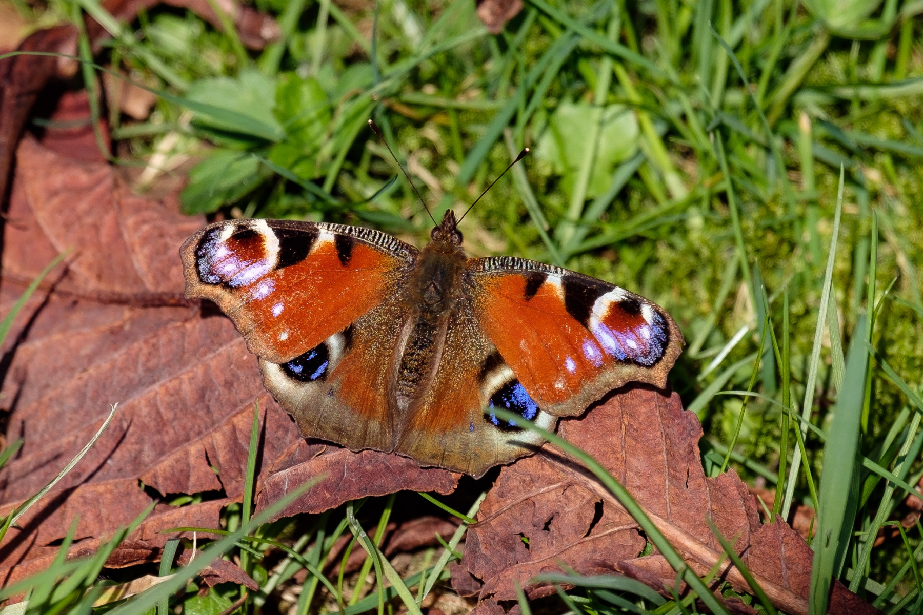 peacock-butterfly-1