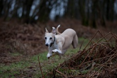 a-run-in-the-woods-1