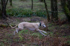 a-run-in-the-woods-2
