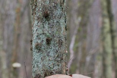 a-run-in-the-woods-7