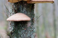 a-run-in-the-woods-8