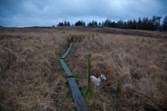 a-very-wet-walk-at-loch-ardinning-7