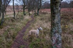 a-very-wet-walk-at-loch-ardinning-6