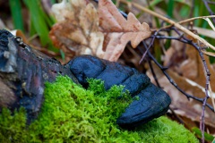 a-wander-in-the-woods-1