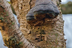 a-wander-in-the-woods-10