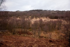 a-wander-in-the-woods-12