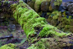 a-wander-in-the-woods-3