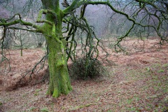 a-wander-in-the-woods-4