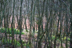 a-wander-in-the-woods-5