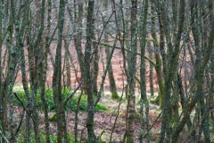 a-wander-in-the-woods-6
