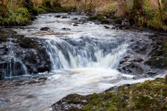 a-wander-in-the-woods-8