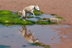 beech-whippet-1