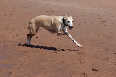 beech-whippet-3