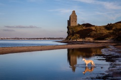 Lola at Greenan Castle