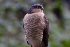 Our Local Sparrowhawk, Dowanhill Bob