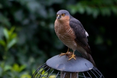 Where have all the birdies gone?