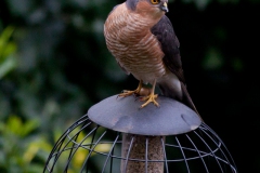 Where have all the birdies gone?