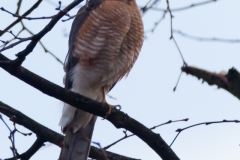 Our 'Urban' Sparrowhawk
