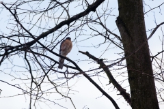 Our 'Urban' Sparrowhawk