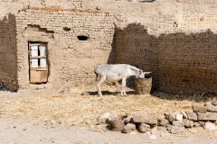 el-kurna12