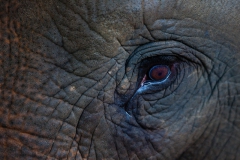 Elephant's Eye